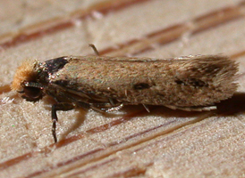 Homostinea curviliniella 